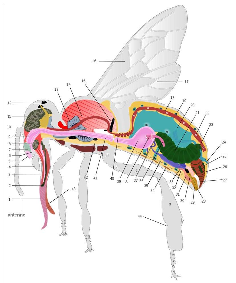 Anatomie van de bij