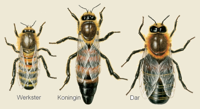De Koningin