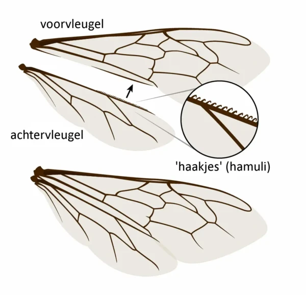 Vleugels van de bij